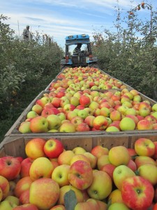 Apples courtesy Champlain Orchards